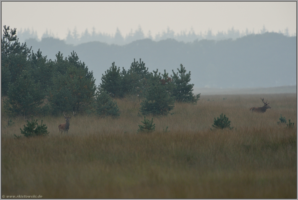 Einzelgänger... Rothirsch *Cervus elaphus*