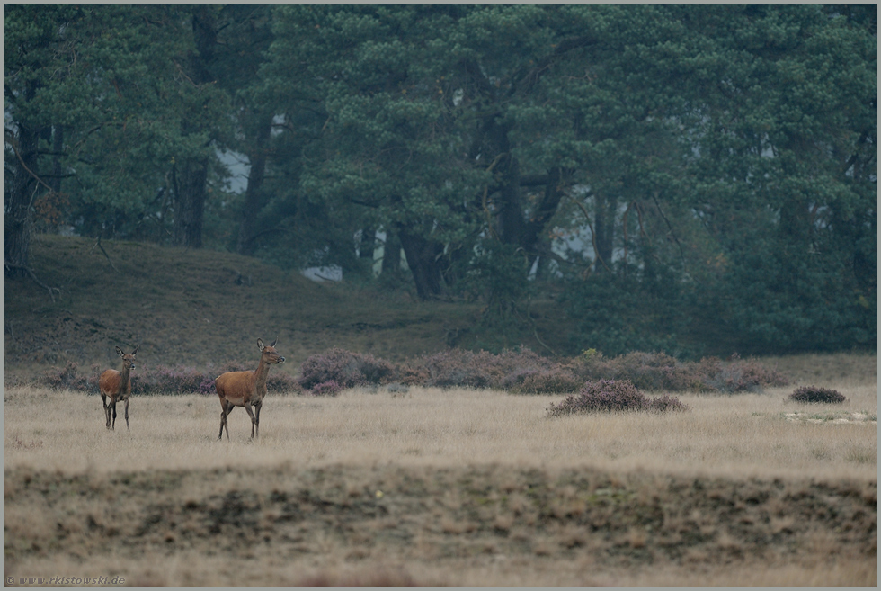 ein schönes Bild... Rotwild *Cervus elaphus*