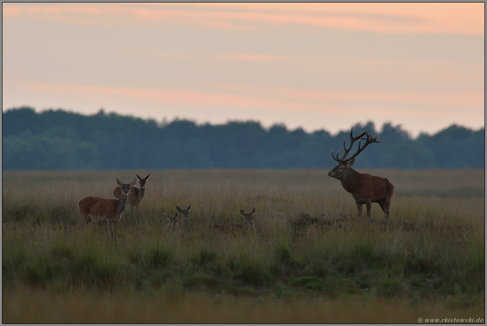 weiches Licht... Rotwild *Cervus elaphus*