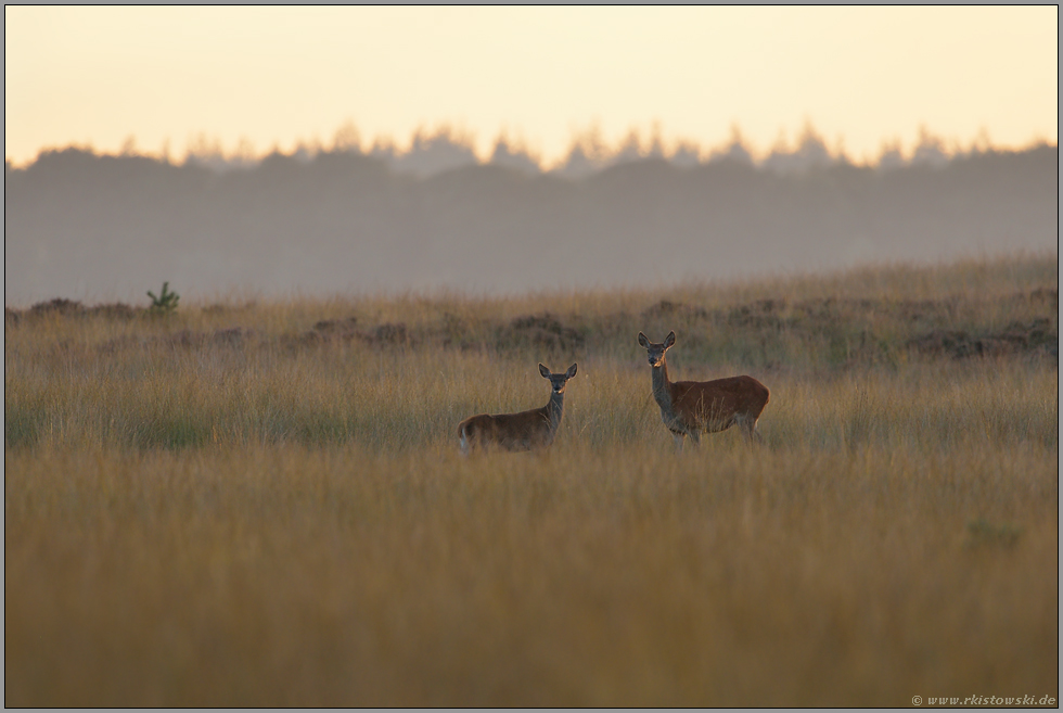 auf der Anhöhe... Rotwild *Cervus elaphus*