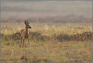 absprungbereit... Rehbock *Capreolus capreolus*