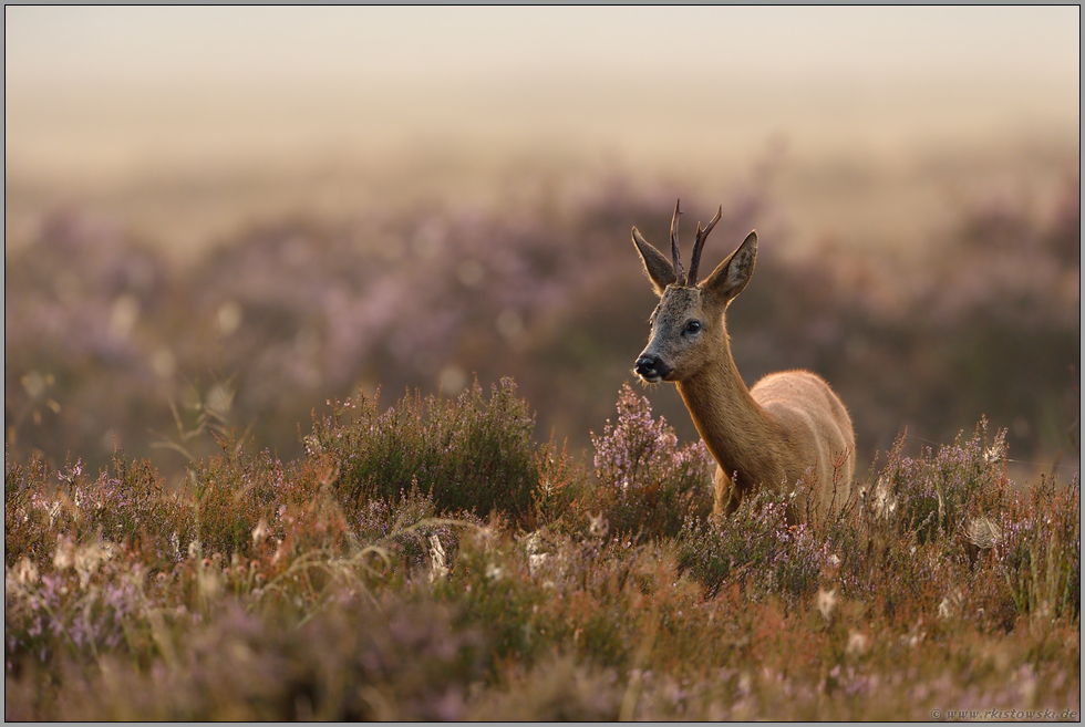 an einem Spätsommerabend in der Heide... Rehbock *Capreolus capreolus*