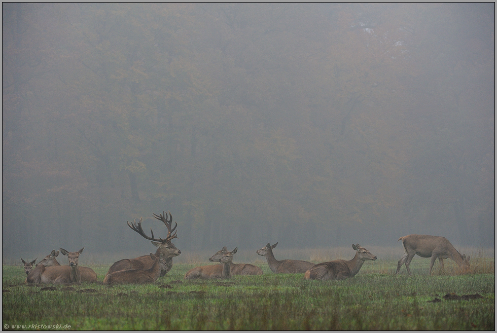 der Hirsch und sein Rudel... Rothirsch *Cervus elaphus*