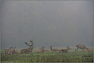 der Hirsch und sein Rudel... Rothirsch *Cervus elaphus*