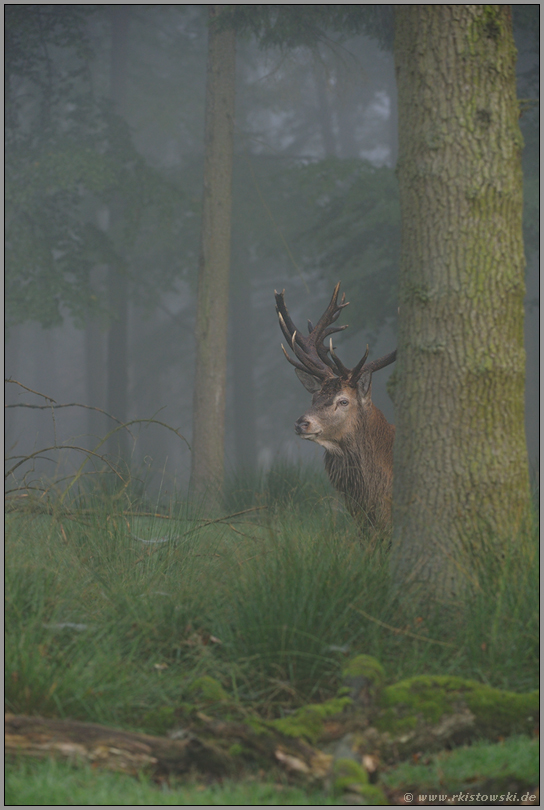 vorsichtige Blicke... Rothirsch *Cervus elaphus*