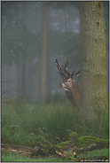 vorsichtige Blicke... Rothirsch *Cervus elaphus*