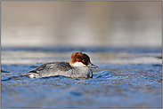 im Eiswasser... Zwergsaeger *Mergellus albellus*