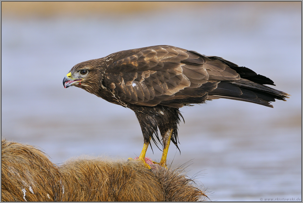 beim Frass... Mäusebussard *Buteo buteo*