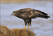 beim Frass... Mäusebussard *Buteo buteo*