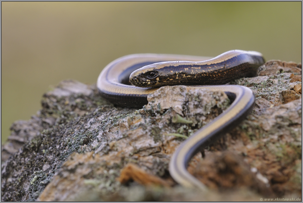 dunkler Aalstrich... Blindschleiche *Anguis fragilis*