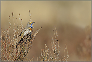 in der Heide... Blaukehlchen *Luscinia svecica*