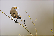 freigestellt... Blaukehlchen *Luscinia svecica*