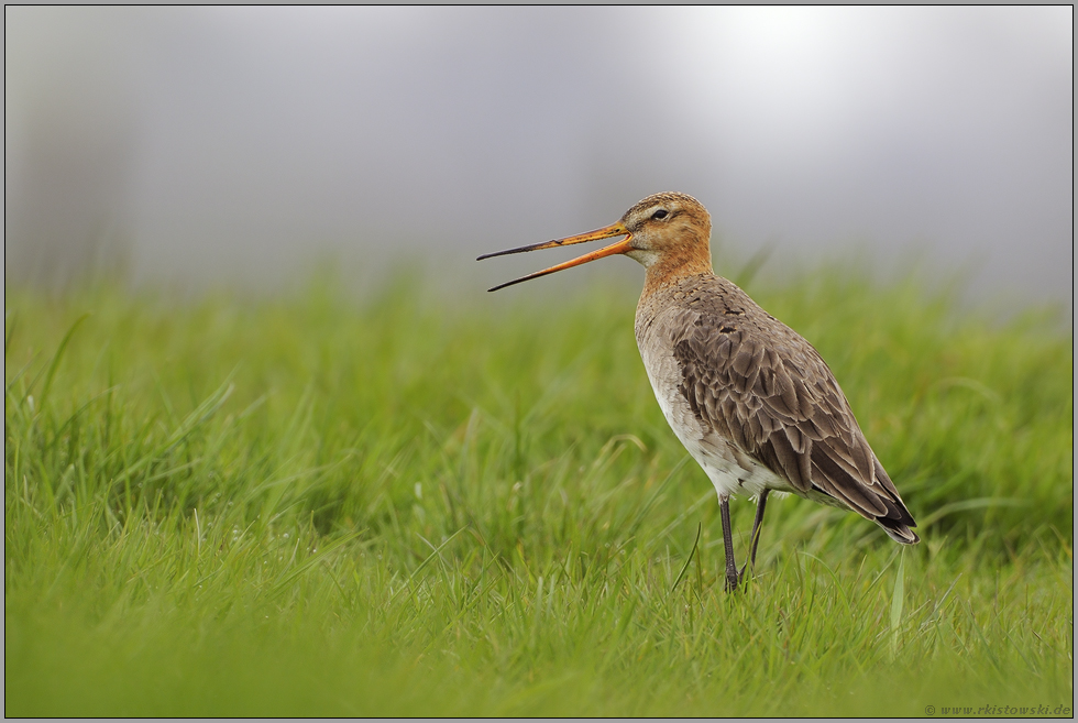 balzend... Uferschnepfe *Limosa limosa*