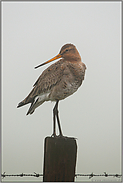 dichter Nebel... Uferschnepfe *Limosa limosa*