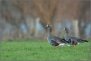 am Rhein... Blässgänse *Anser albifrons*