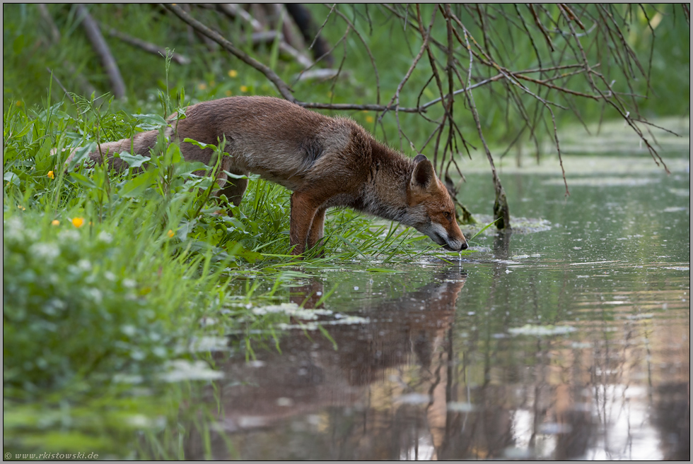 Durst... Rotfuchs *Vulpes vulpes *