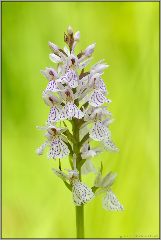 Popart... Geflecktes Knabenkraut *Dactylorhiza maculata*