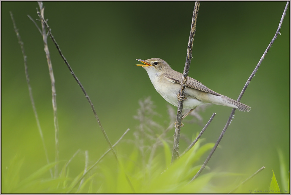 ausdauernder Sänger... Sumpfrohrsänger *Acrocephalus palustris*