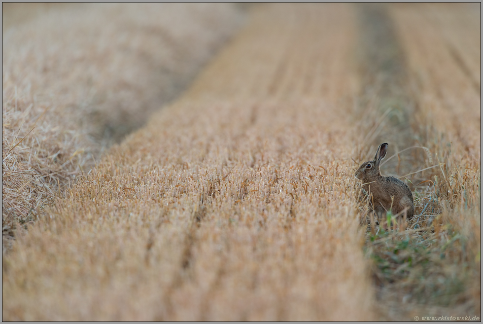 Erntezeit...Feldhase *Lepus europaeus*