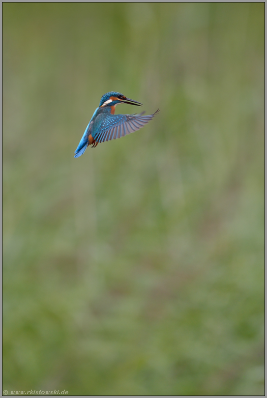 Rüttelflug... Eisvogel *Alcedo atthis*
