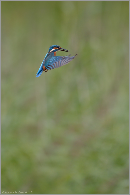 Rüttelflug... Eisvogel *Alcedo atthis*