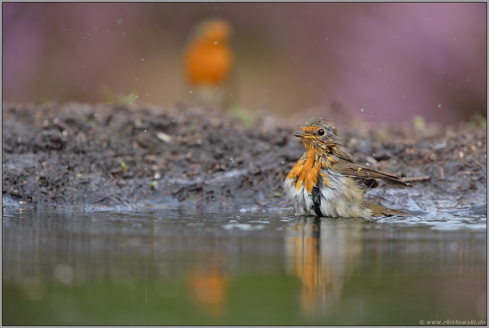 unter Aufsicht... Rotkehlchen *Erithacus rubecula*