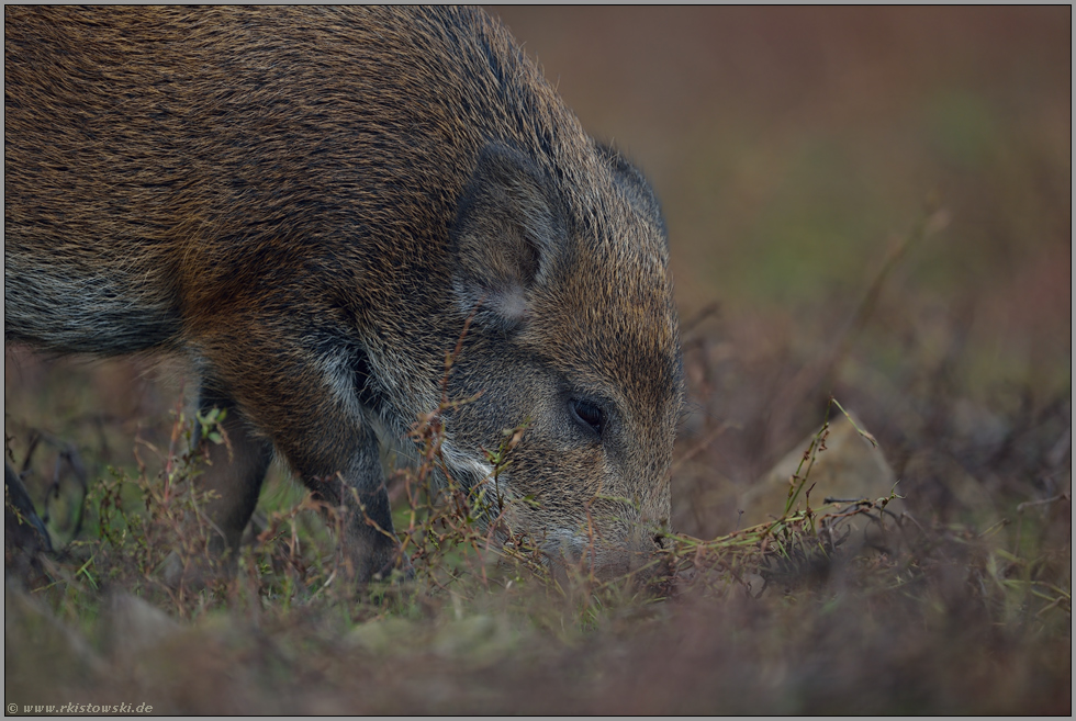 ein Jungtier... Wildschwein *Sus scrofa*