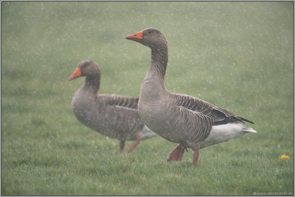 Schietwetter... Graugänse *Anser anser*