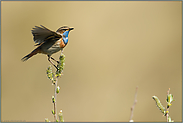 flügelschlagend... Blaukehlchen *Luscinia svecica*