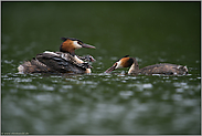 die Fütterungsszene... Haubentaucher *Podiceps cristatus*