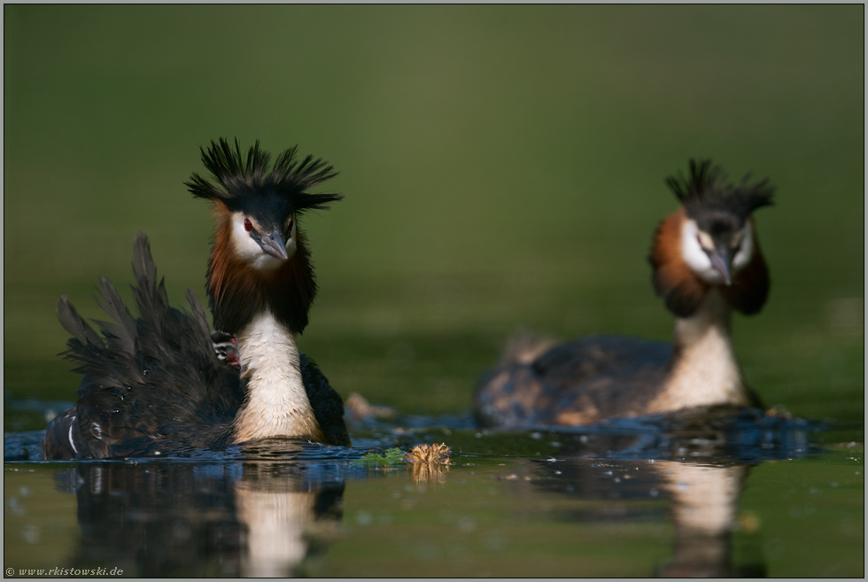 mit strenger Miene... Haubentaucher *Podiceps cristatus*