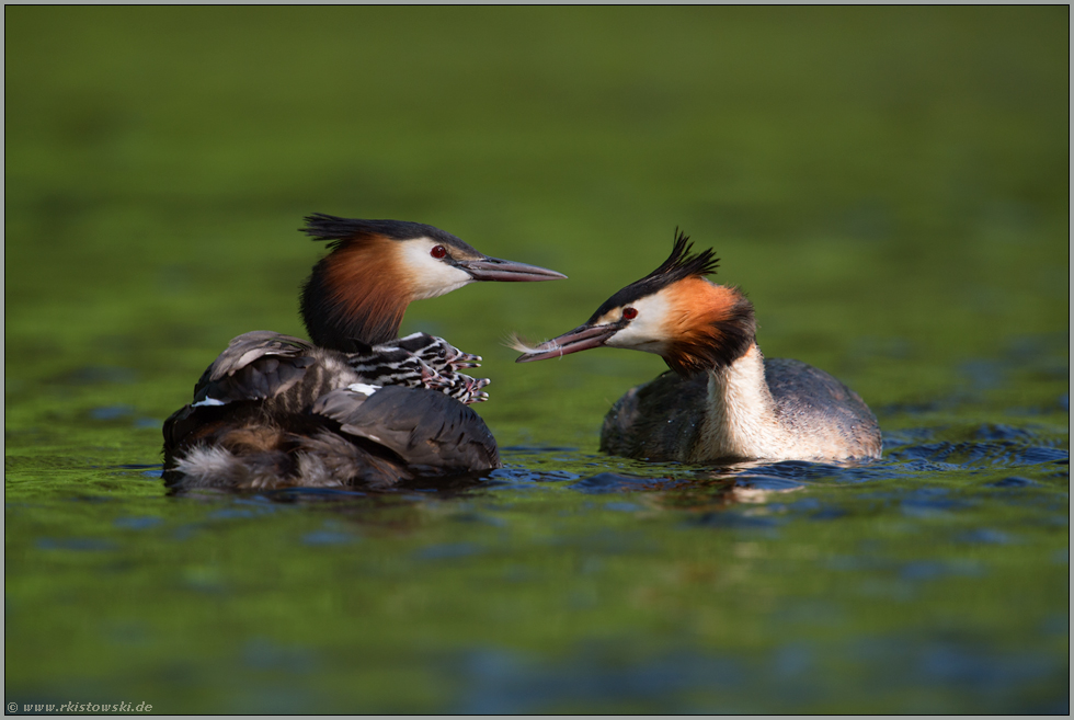 Federfütterung... Haubentaucher *Podiceps cristatus*