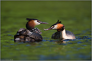 Federfütterung... Haubentaucher *Podiceps cristatus*