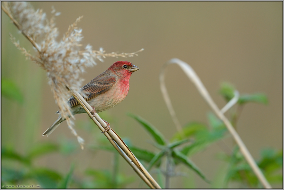 im Ackerrandstreifen... Karmingimpel *Carpodacus erythrinus*