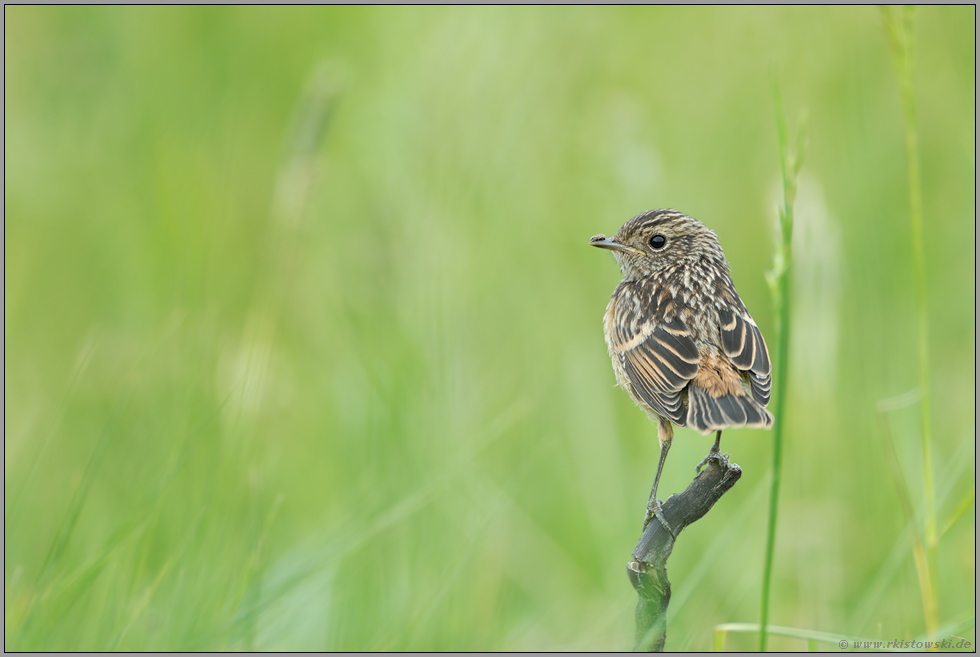 Jungvogel... Schwarzkehlchen *Saxicola torquata*