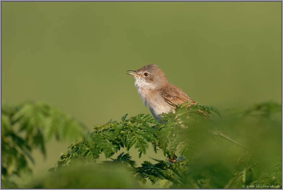 im Farn sitzend... Dorngrasmücke *Sylvia communis* singt ihr rauhes Lied