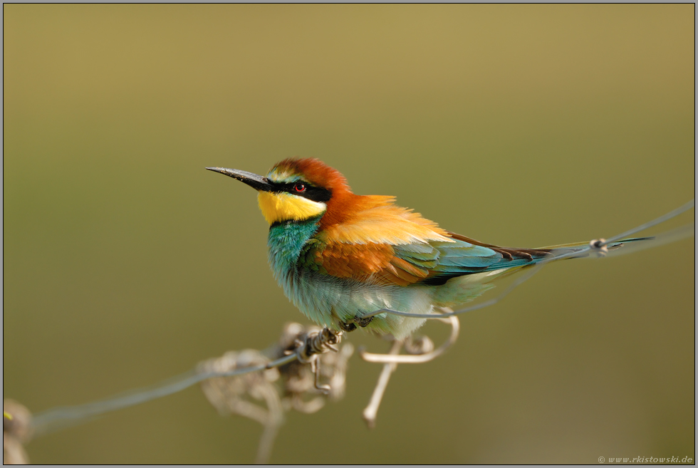 Nutznießer des Klimawandels... Bienenfresser *Merops apiaster*