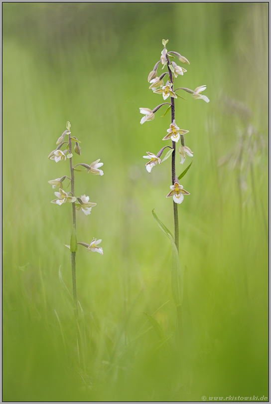 in voller Blüte... Sumpf-Stendelwurz *Epipactis palustris*