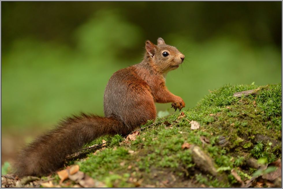 prüfender Blick... Eichhörnchen *Sciurus vulgaris*