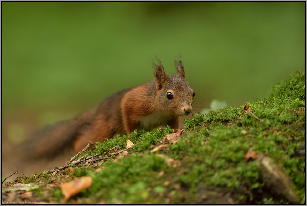 auf der Suche... Eichhörnchen *Sciurus vulgaris*