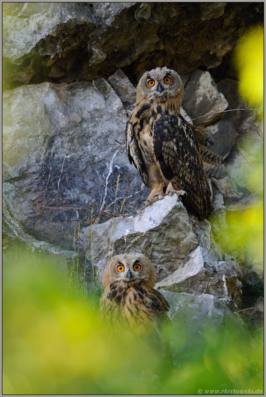 eingerahmt... Europäischer Uhu *Bubo bubo*