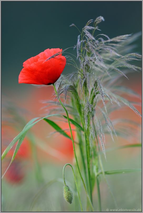 Blumenstrauss im Feld... Klatschmohn *Papaver rhoeas*