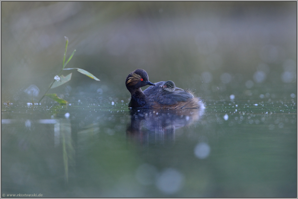 geheimnisvoll... Schwarzhalstaucher *Podiceps nigricollis*