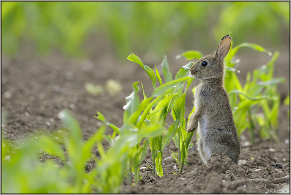 Verbiss im Mais... Wildkaninchen *Oryctolagus cuniculus *