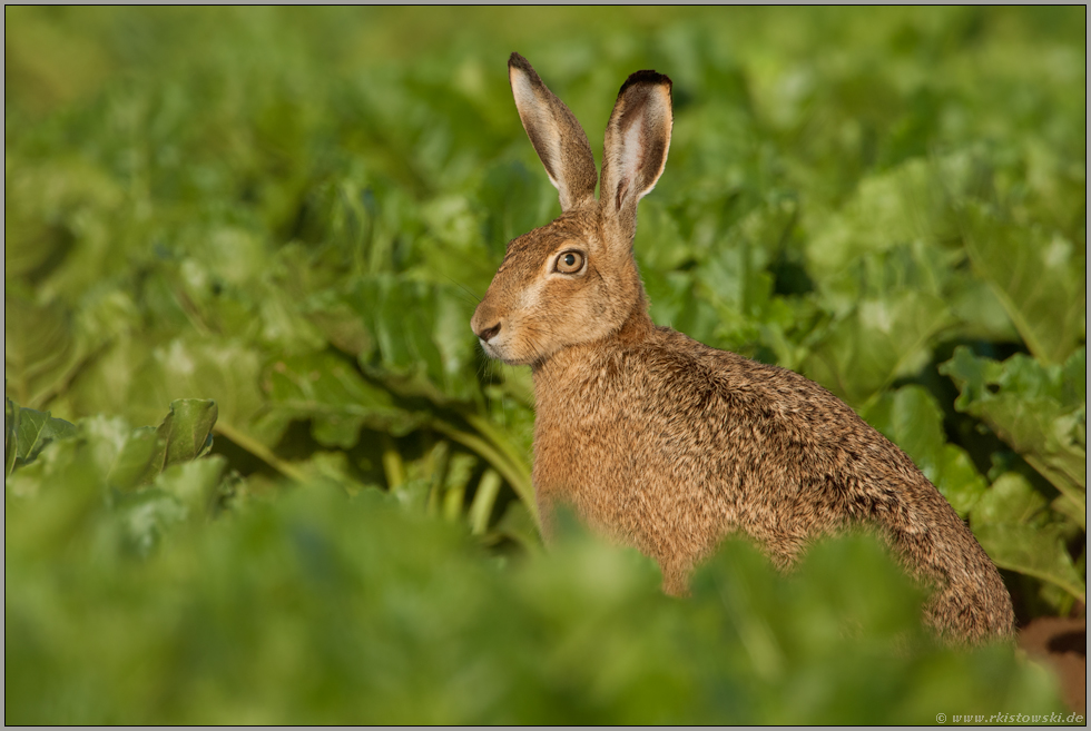 zwischen Rüben... Feldhase *Lepus europaeus*