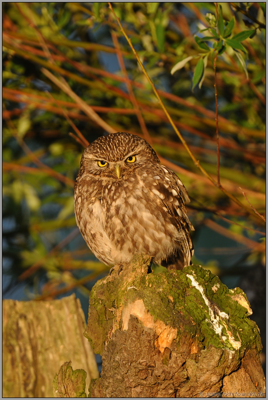 erste Sonnenstrahlen... Steinkauz *Athene noctua*