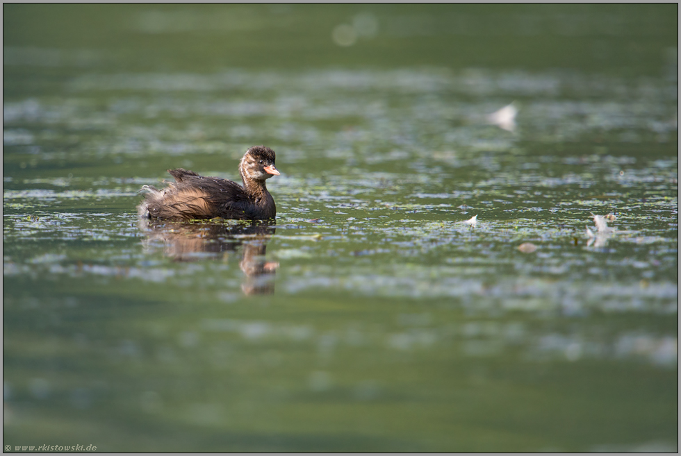 Nachwuchs... Zwergtaucher *Tachybaptus ruficollis*