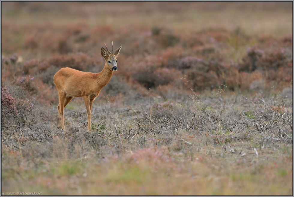 auf der Rodung... Rehbock *Capreolus capreolus*