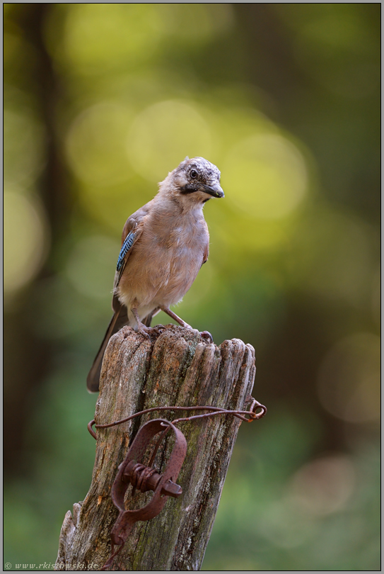 jung und alt... Eichelhäher *Garrulus glandarius*