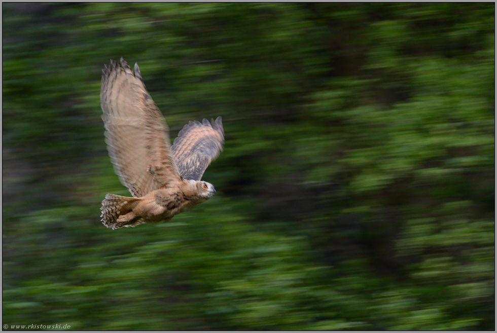 eine Herausforderung... Europäischer Uhu *Bubo bubo*